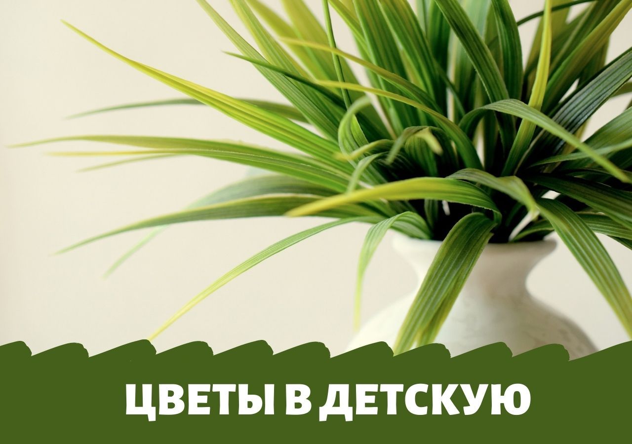 Красиво или вредно? Какие цветы можно поставить в детскую комнату