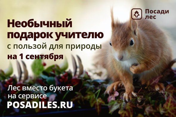 Лес вместо букета
