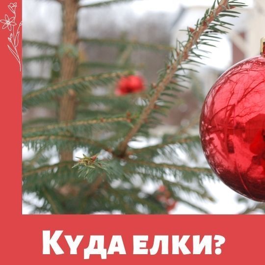 Куда выбрасывать новогодние елки