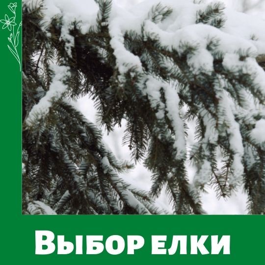 Как выбрать ель к празднику. Советы роскачества