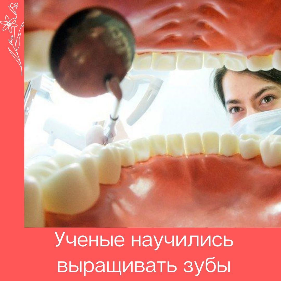 Зубы скоро будут выращивать из клеток удаленного зуба
