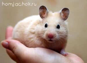 Домашние животные 6.jpg